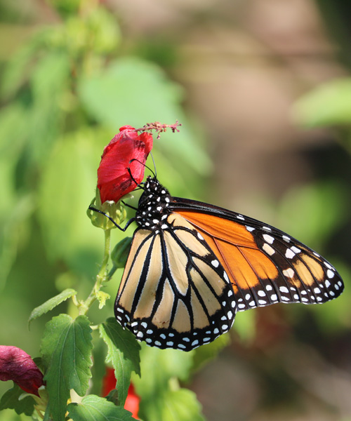 San Pedro Creek Culture Park - Flowing with Purpose | San Antonio, Texas