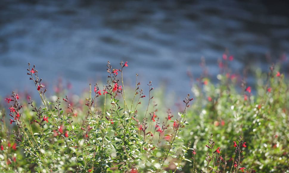 San Pedro Creek Culture Park Flowers