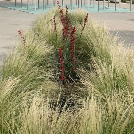Creekline Public Art Piece With Red Yucca Plant
