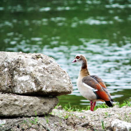 *Invasive* Egyptian Goose