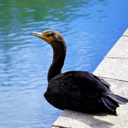 Cormorant