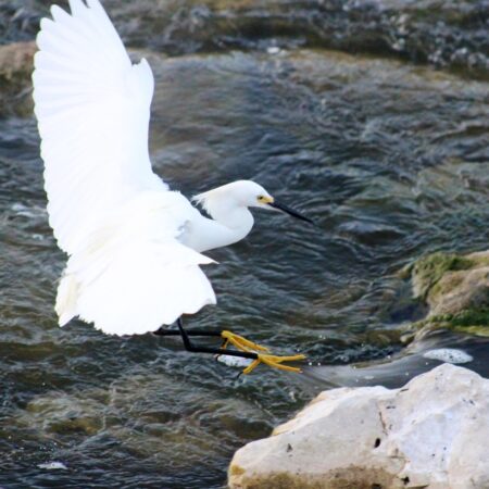 Snowy Egret