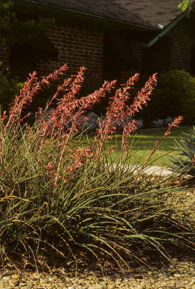 Photo: Sally and Andy Wasowski; Courtesy: Lady Bird Johnson Wildflower Center.