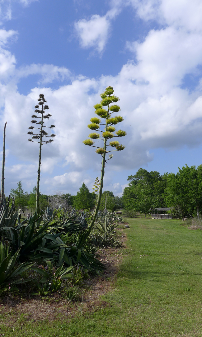 Photo: Ray Mathews; Courtesy: Lady Bird Johnson Wildflower Center.