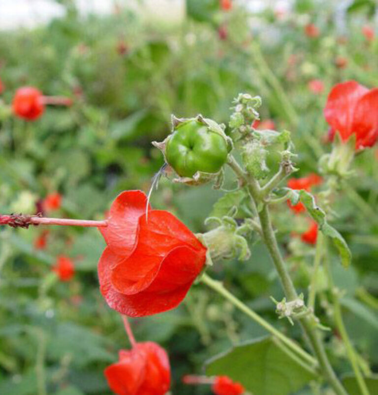 Photo: Melody Lytle; Courtesy: Lady Bird Johnson Wildflower Center.