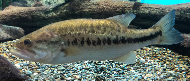 Photo: Totti; Courtesy: Wikimedia Commons (CC BY-SA 4.0). Photo: Karl Kurtz; Courtesy: Iowa Department of Natural Resources.