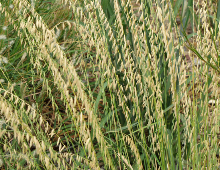 Photo: Dotty Woodson, Courtesy: Texas A&M AgriLife Extension Service.