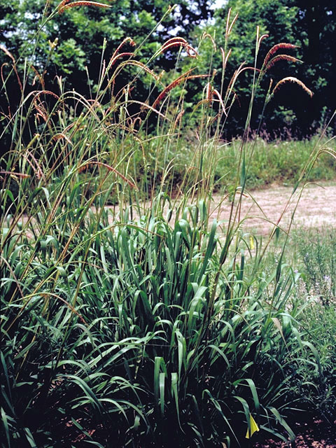 NativePerennials_Pic2