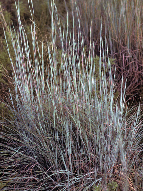 Little Bluestem, Schizachyrium scoparium