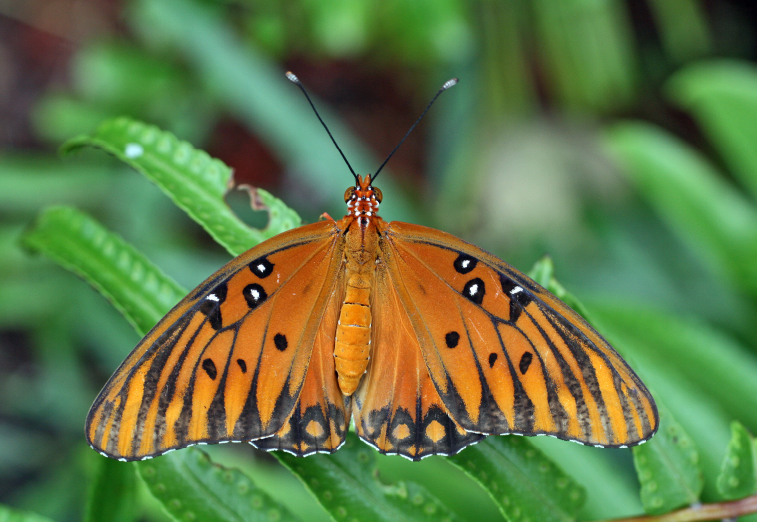 Gulf Fritillary, Agraulis incarnata